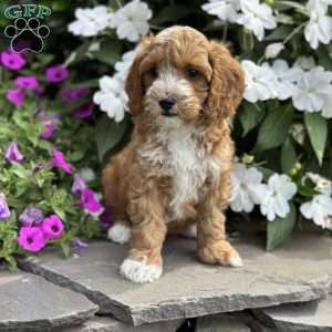 Cooper, Cockapoo Puppy